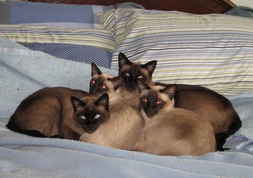 4cats-smal.JPG