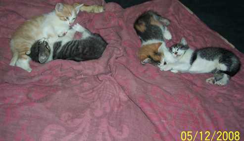 Kittens-6_weeks.jpg