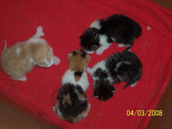 Kittens2.jpg