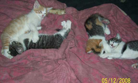 Kittens_on_bed.jpg