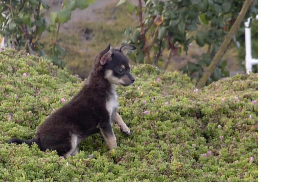 dolly_on_the_hillside.jpg