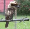 Kookaburra visits.jpg