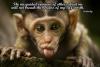 monkeypic.jpg