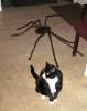 casper-spider-halloween1.jpg