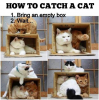 how to catch a cat.png
