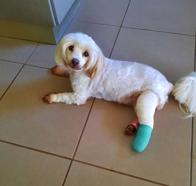 Bonbon Pram-leg after op - May 2021.jpg