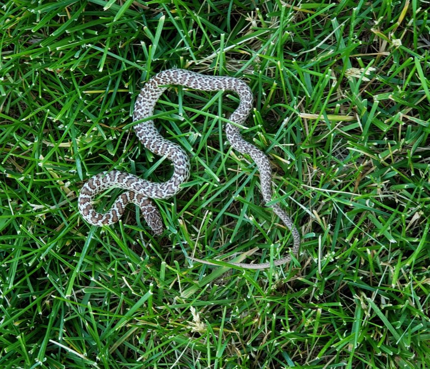 panda-catches-snake.jpg