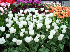 100_0132.jpg
