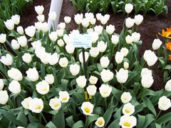 100_0142.jpg