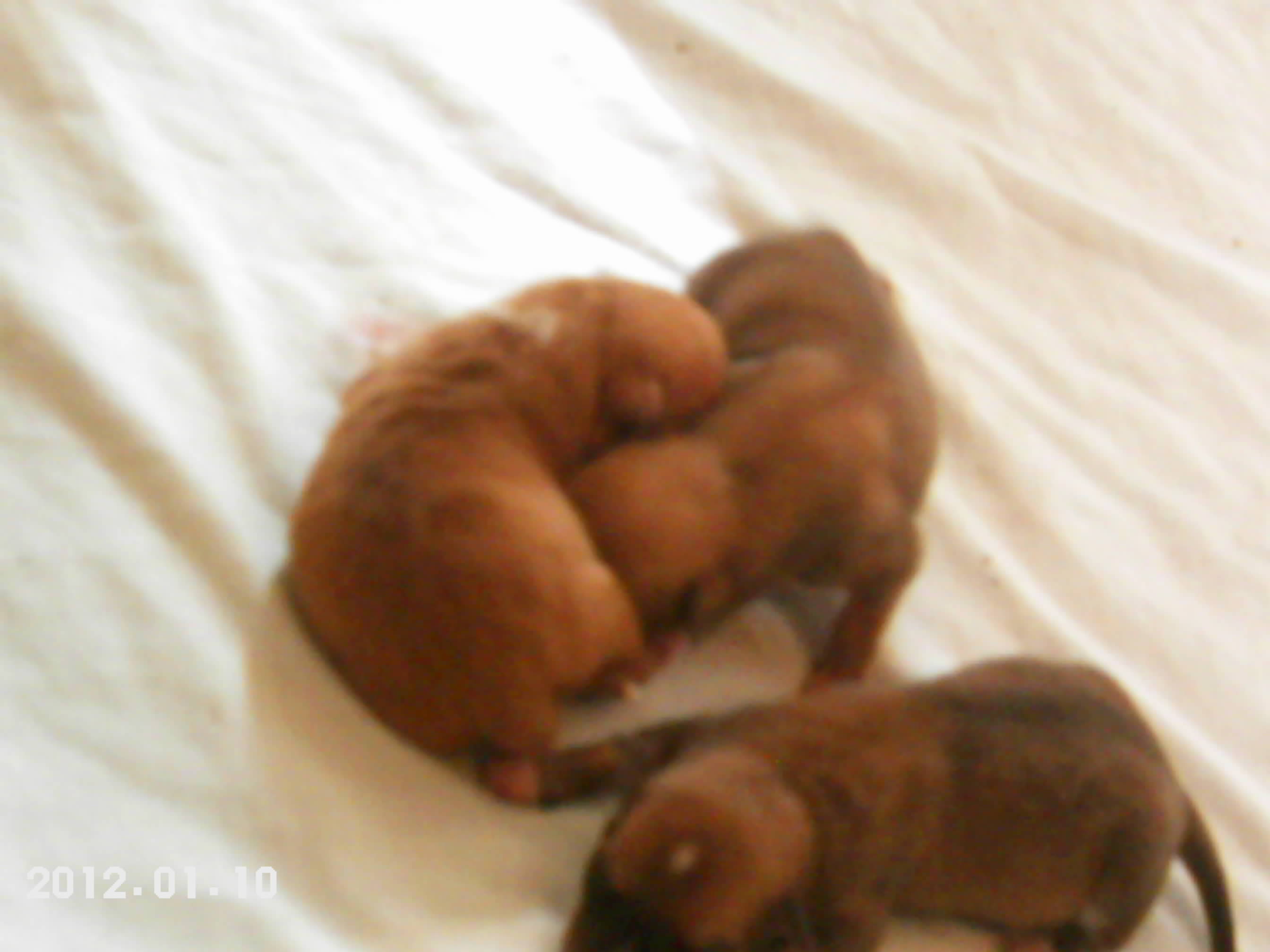 pups_005.JPG